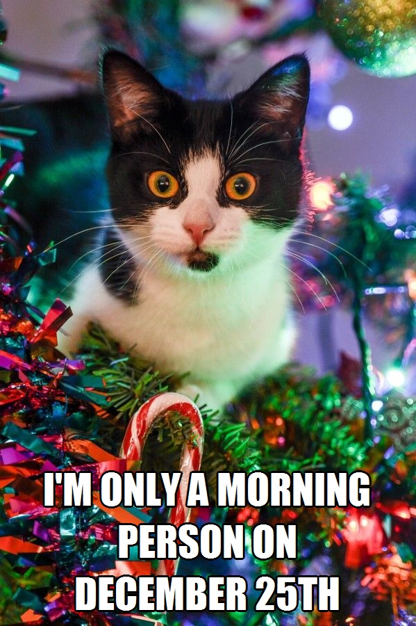 Kittyworks tweet media