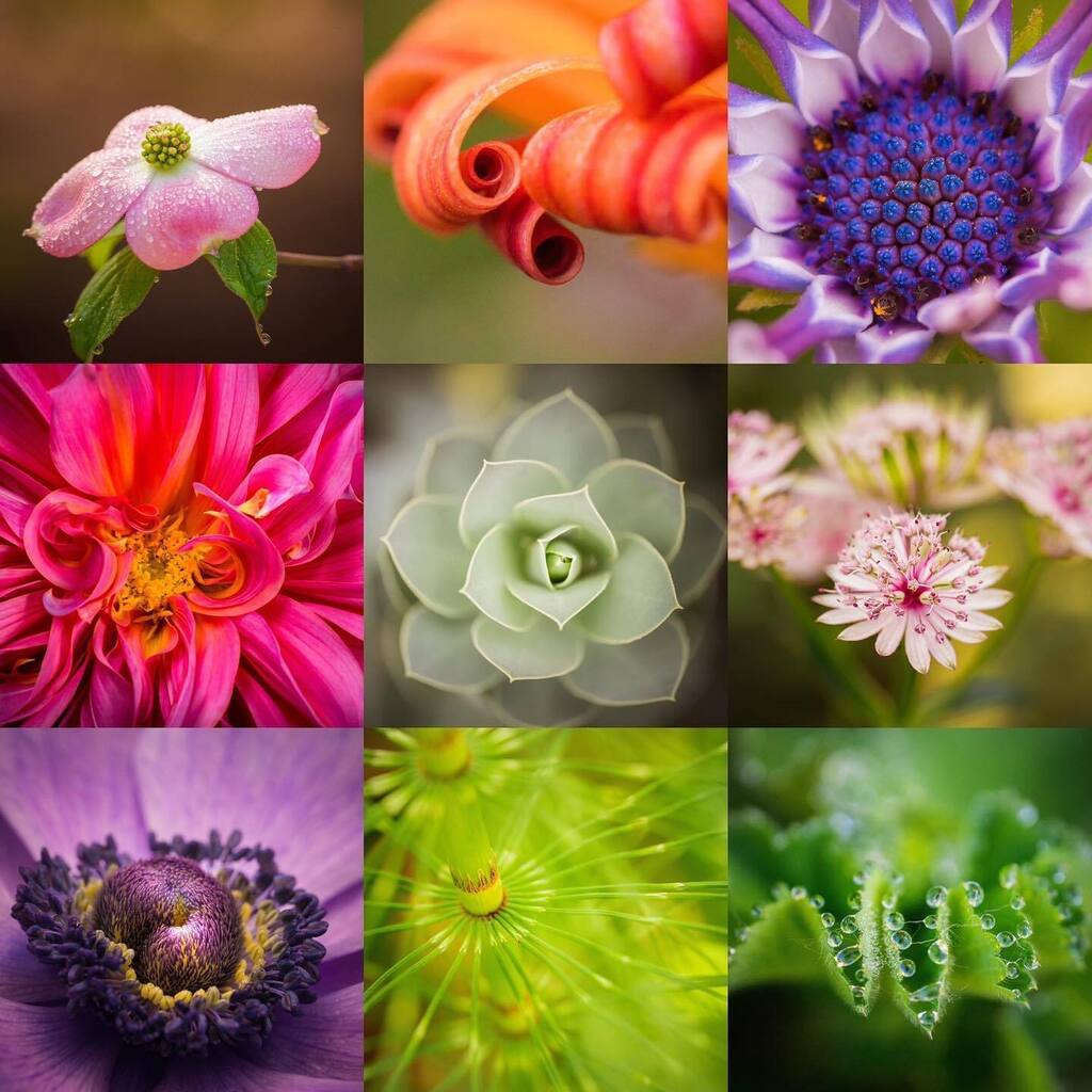 I tried to do a top 10 for the year, but I ended up being a top 18 with half critters and half flowers. So here’s my favorite 9 flower photos for this year, all taken with the @sigmaphoto 105mm or 70mm macro art lenses! 

#thehub_macro #raw_macro #ig_macro_clicks #inthemoodf…