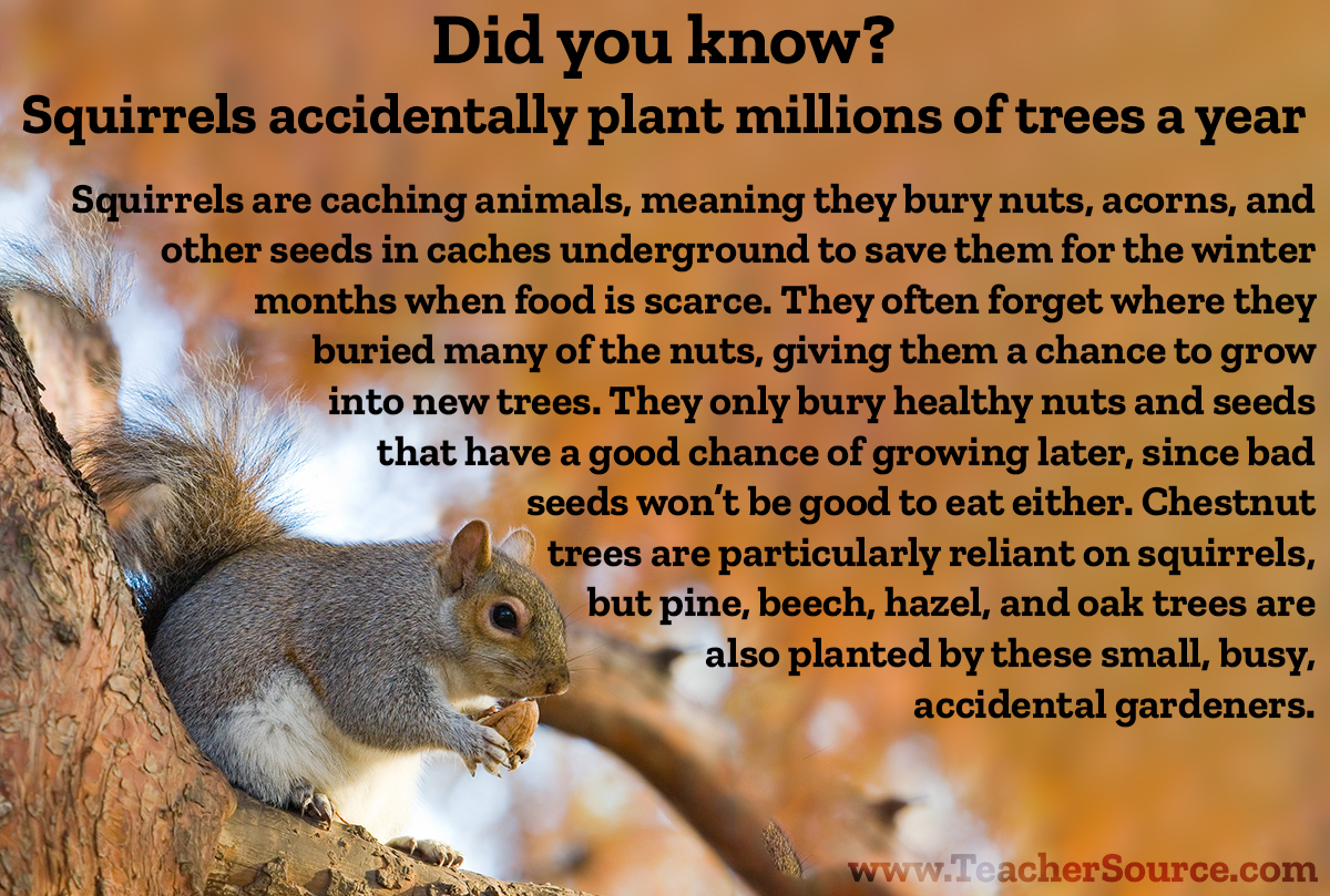 Educational Innov. on Twitter "Did you know? Squirrels accidentally
