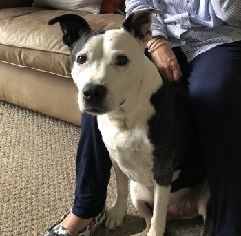 millypod1's tweet photo. π23 DEC 2022 #Lost ROMMEL #ScanMe
ELDERLY White & Black Staffordshire Bull Terrier Male
Lamplighters Close #WalthamAbbey #Essex #EN9
https://t.co/dDJEA5NWy4 https://t.co/RFvbh5vXnr