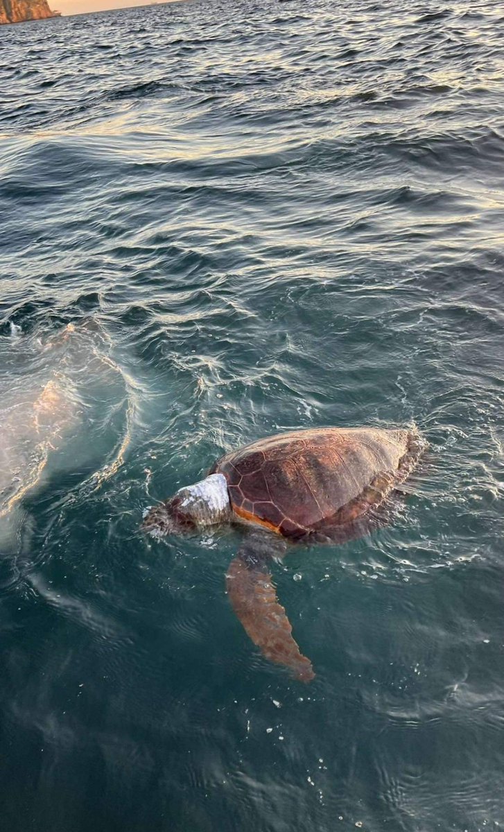 ⚠️Unsightly Images
Sad news arrives from our Nautilus #CitizenScience network 🥺
Loggerhead Turtle #Carettacaretta floating in BGTW 
Photo & Sighting credit: Ryan Ocana 
COD: Unknown at present 

Spot it 👀 Snap it 📷 Map it 📌 

#nemospotting #nemo #loggerhead #gibraltar