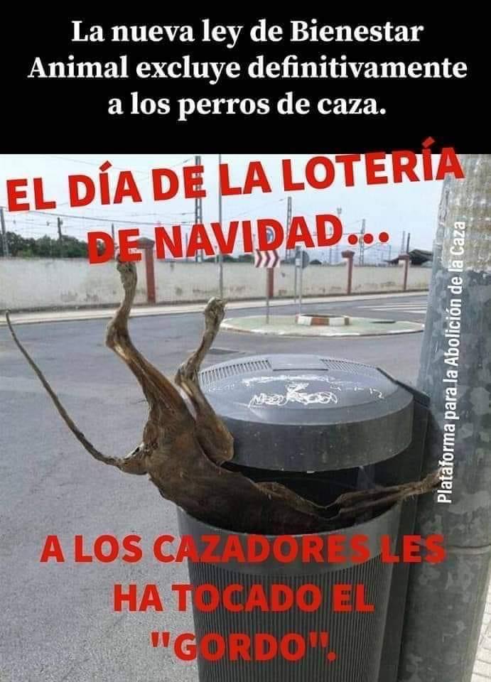 SOS Galgos tweet media