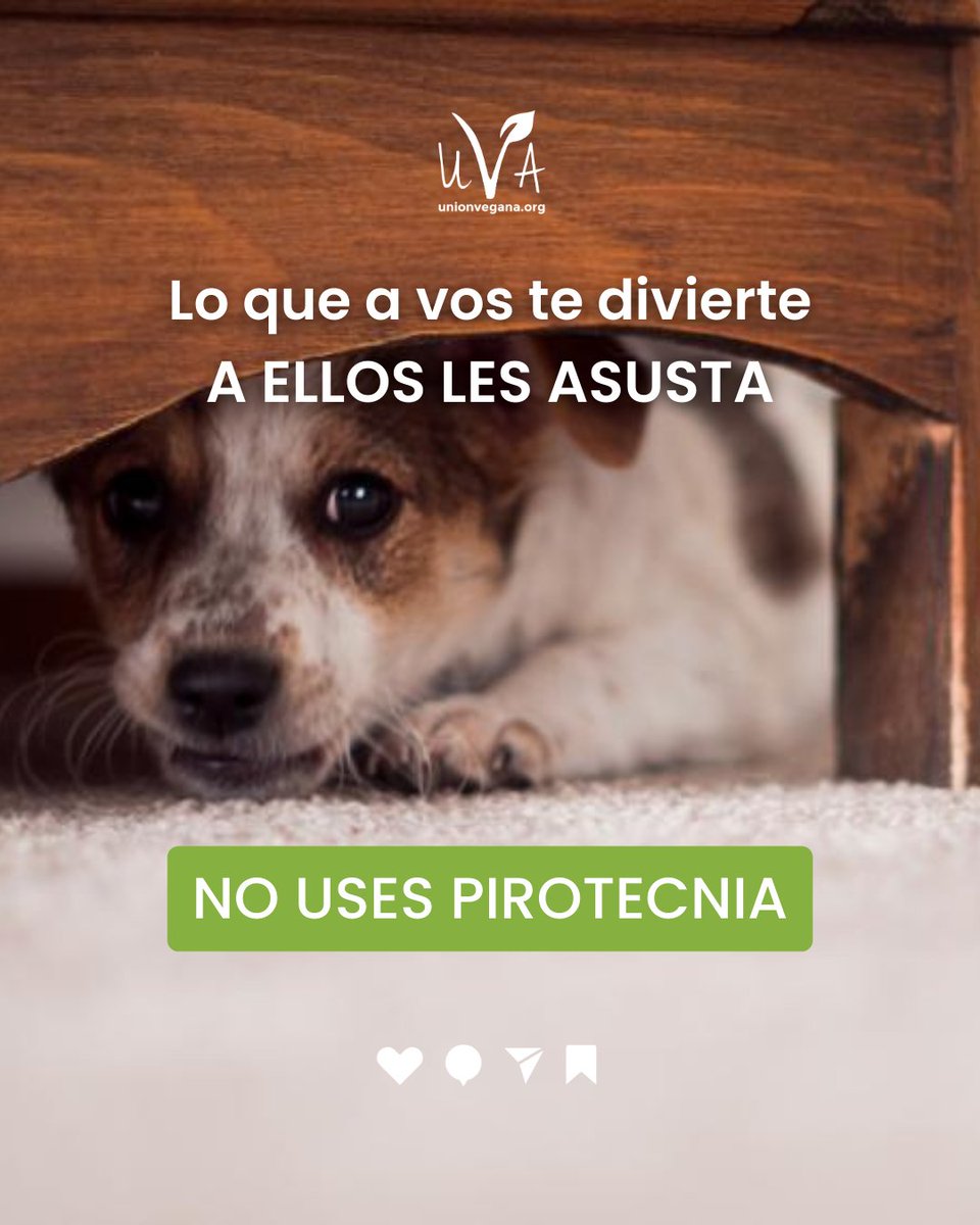 unionvegana's tweet photo. ✋ FIESTAS SIN PIROTECNIA
😢 Cada año a los #animales les toca sufrir a causa de la #pirotecnia que se usa principalmente en estas fechas. Esto provoca el pánico en los animales, sufrimiento, hasta incluso la muerte.
2️⃣0️⃣2️⃣3️⃣ Recibamos el año SIN PIROTECNIA.

#vegan #veganismo https://t.co/ueja9iRqRw