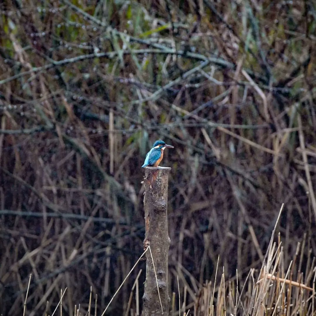 BarnyGas's tweet photo. Common Kingfisher

Slimbridge delivered again with a female kingfisher outside of the Kingfisher hide. With the last photo taken through the glass next to the bird feeder. #wwtslimbridge @WWTSlimbridge @slimbridge_wild https://t.co/3v4xoHdsza