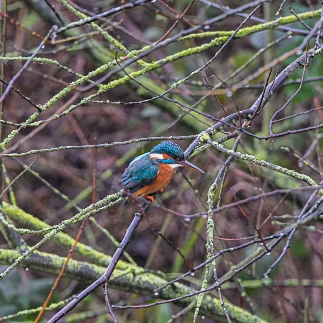 BarnyGas's tweet photo. Common Kingfisher

Slimbridge delivered again with a female kingfisher outside of the Kingfisher hide. With the last photo taken through the glass next to the bird feeder. #wwtslimbridge @WWTSlimbridge @slimbridge_wild https://t.co/3v4xoHdsza