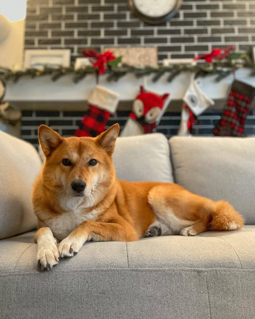 markus_mcgruff's tweet photo. 📸 Follow Markus’ adventures on instagram! @markus_mcgruff #dogs #dogsofinstagram #pacificnorthwest https://t.co/RDnZi2tkid