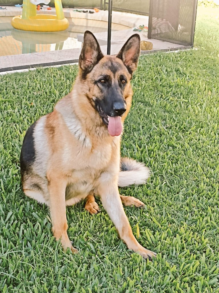 ♦️URGENTE🎄🎄🎄🎄
ZONA PRADO SE BUSCA DESAPARECIÓ DE SU HOGAR
SI LO VEN AVISEN Y RETENGAN POR FAVOR!♦️
♦️DIOS LOS BENDIGA♦️
en foto hay TELEFONO