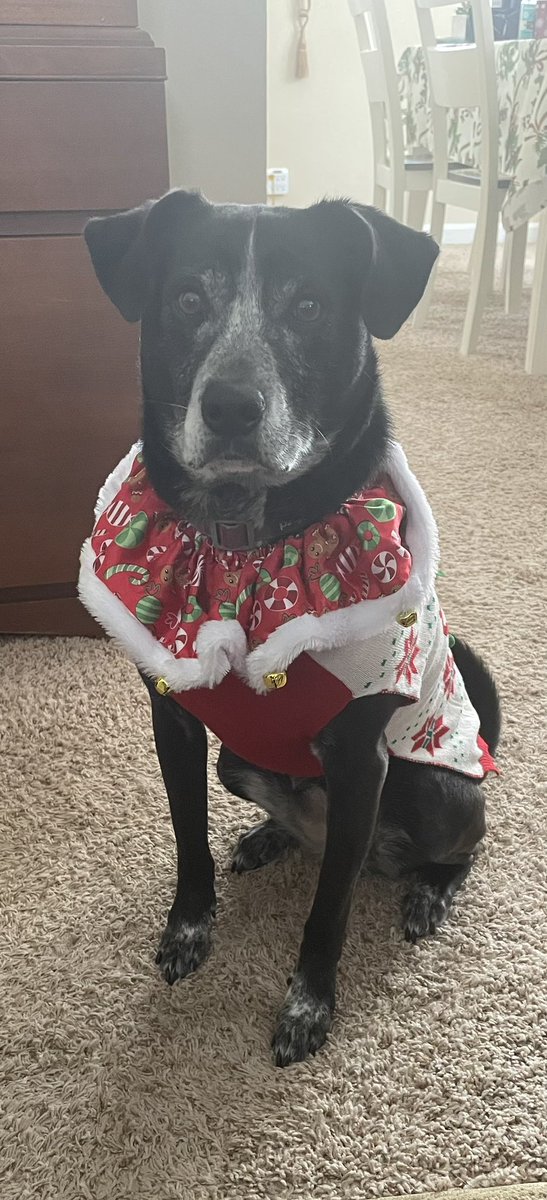 CosteMaximo's tweet image. Lista para viajar en Navidad.