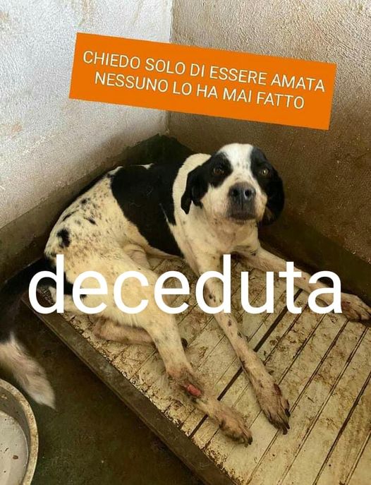 Qua la Zampa tweet media
