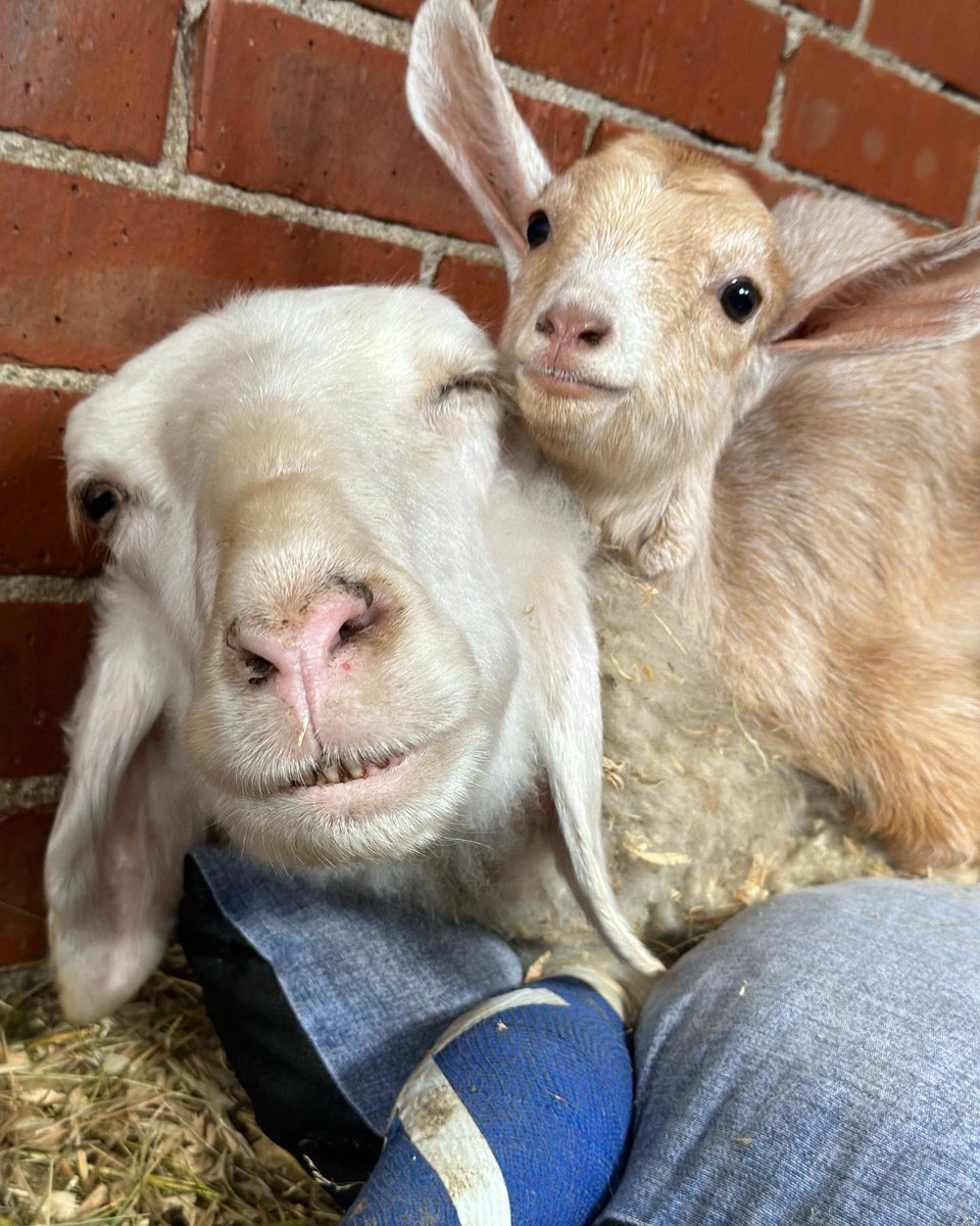 Santuario Vegan tweet media