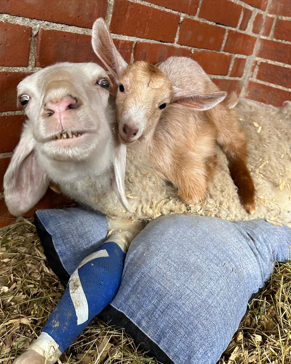 Santuario Vegan tweet media
