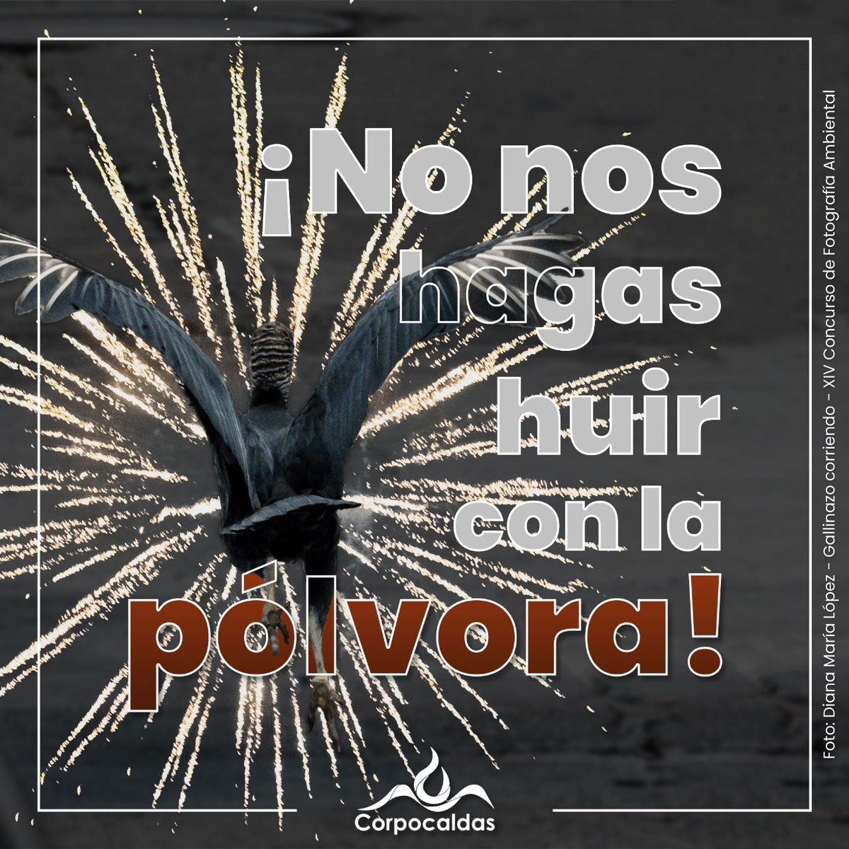 jdavidarangog's tweet photo. Antes de encender 🧨pólvora en estas fiestas decembrinas, piensa primero en el daño y sufrimiento que le puedes causar a la #faunasilvestre que nos rodea. Ellos también merecen pasar una Navidad en paz, en tranquilidad y con los suyos. #Ceropólvora🚫 https://t.co/4qega1oDDg