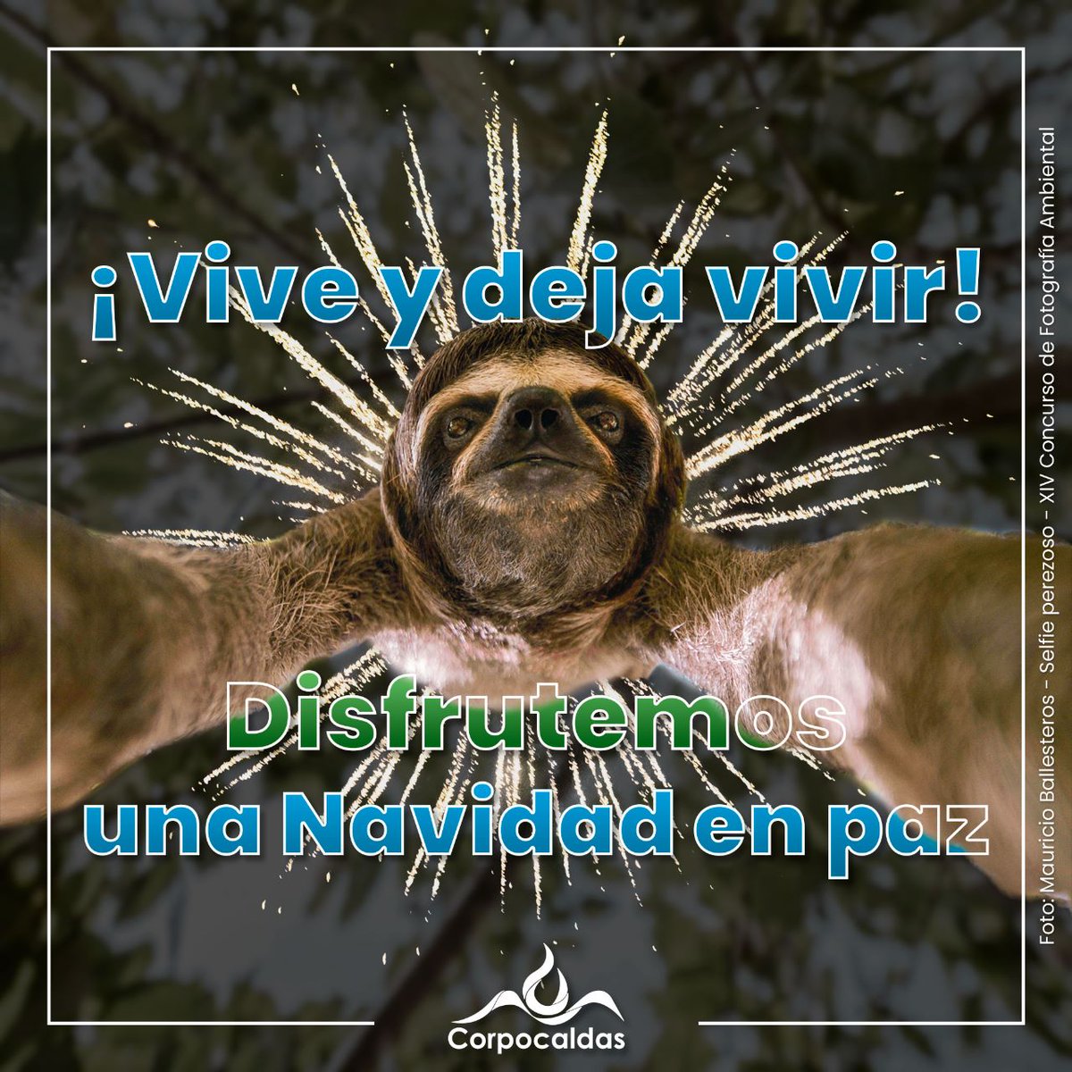 jdavidarangog's tweet photo. Antes de encender 🧨pólvora en estas fiestas decembrinas, piensa primero en el daño y sufrimiento que le puedes causar a la #faunasilvestre que nos rodea. Ellos también merecen pasar una Navidad en paz, en tranquilidad y con los suyos. #Ceropólvora🚫 https://t.co/4qega1oDDg