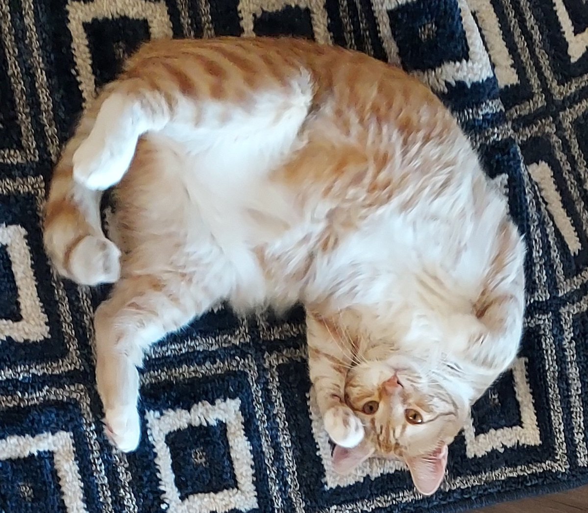 AMVS2017's tweet image. Do checkers make me look fat?  #CatsOfTwitter