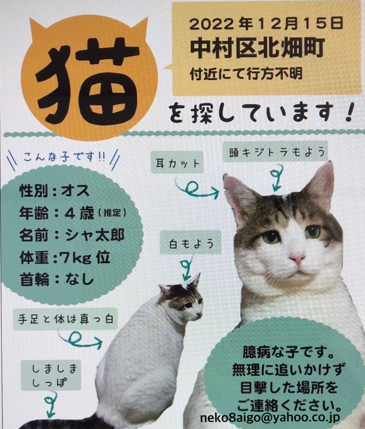 ねこネットあま Nekonettoama Twitter