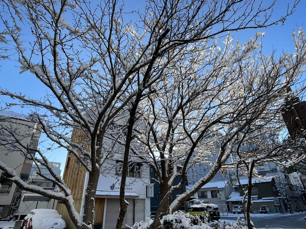 DMoribe's tweet photo. 雪桜 https://t.co/Zs8NO7GX7N