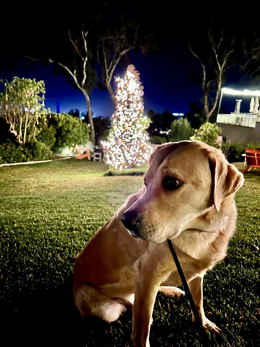 🎄Sunshine is Feeling the Holiday Vibes — Santa Barbara style.  #LabOfLuxury