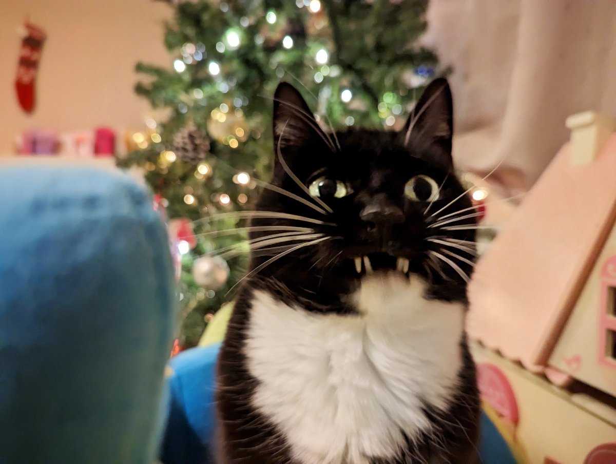CuriousZelda's tweet photo. Silent night
Holy night
All is calm
Then I bite https://t.co/xgmCwjPFqe