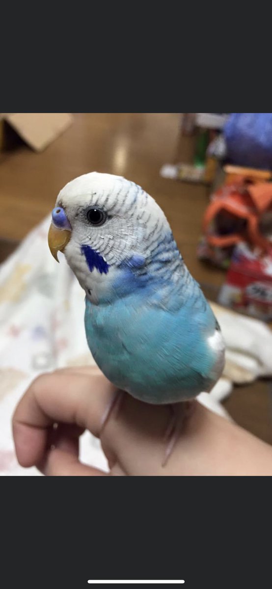 OC2LwWdFZbnM4aV's tweet photo. マメちゃん、探してます。

今年７歳になってます。

鳴いてよ、、、すぐ迎えに行くから。

みなさん、少しでもいいので、ご協力お願いします。

#迷子鳥 #迷子インコ #迷い鳥 #迷いインコ #セキセイインコ探してます #東京都 #神奈川県 #埼玉県 #千葉県 #都内全域 #関東近郊 https://t.co/LmNJJBDeM5