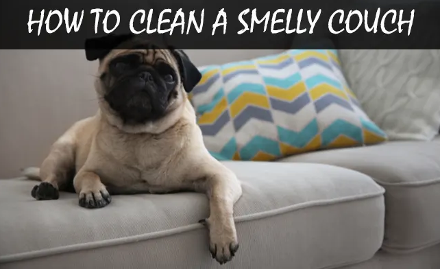 CleaningTalks's tweet photo. https://t.co/6m7uusZ0fe
How to Clean A Smelly Couch - Like A Pro!
#couch #steamcleancouch #cleanyoursmellycouch #steamcleaner #steamcleaning #dirtycouch #couchcleaning #stainsoncouch #steamcleanerforcouch #cleancouch #smellycouch
@trending https://t.co/jbxqnTDwFt