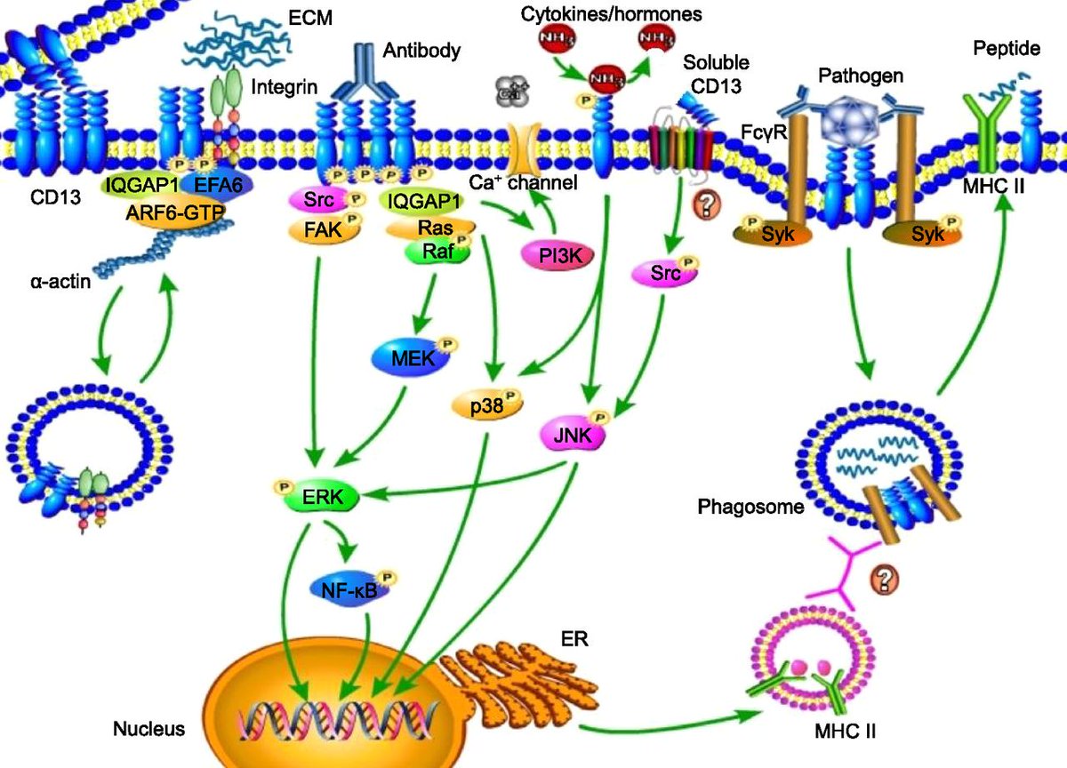 J_Immunol's tweet photo. #ICYMI: #BriefReview from David A. Fox @umichmedicine | #CD13 (#AminopeptidaseN) is a potential therapeutic target for #inflammatorydisorders | #ReadTheJI #immunology #immunotherapy #autoimmunity 👉 https://t.co/X7LhVlRplI https://t.co/4E5Ncb5yWT