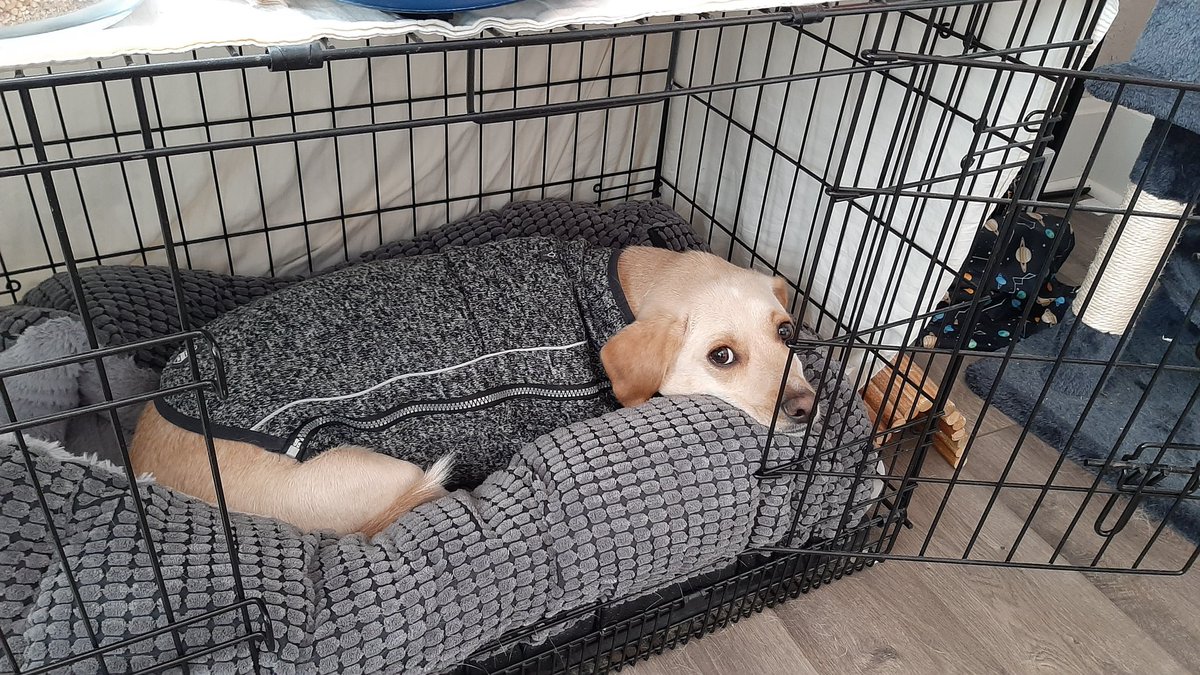 DobbyYellowDox's tweet photo. Comfy https://t.co/iRpxPT3GsT