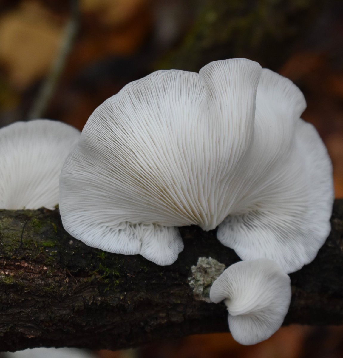 Lung oysters (Pleurotus pulmonarius) looking rather angelic with their perfectly white underside and delicate gills 👼🏼 happy fungi Friday!

#mushroomtwitter #nature #fungifriday #fantasticfungi #biodiversity #floridanature