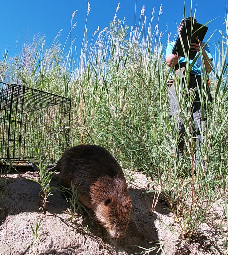 DrJulieKYoung's tweet photo. Excited to share our newly published paper on site fidelity and survival of translocated beavers is now @AnimalConserv: https://t.co/CRYXffplZE https://t.co/1FVXqdd0XO