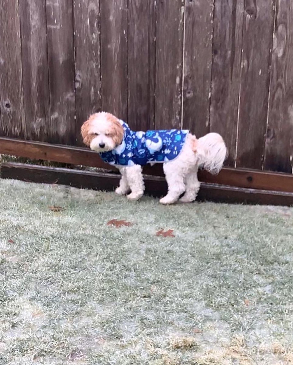 PacothePooton's tweet photo. Not impressed with the ice in the yard. Hooman was laughing at me. Not funny hooman, not funny.#notimpressed #mckaylamaroney #stinkeye #icestorm #winterstorm #washington #PNWpup 
#dogsoftwitter https://t.co/zwncBgyJ8V