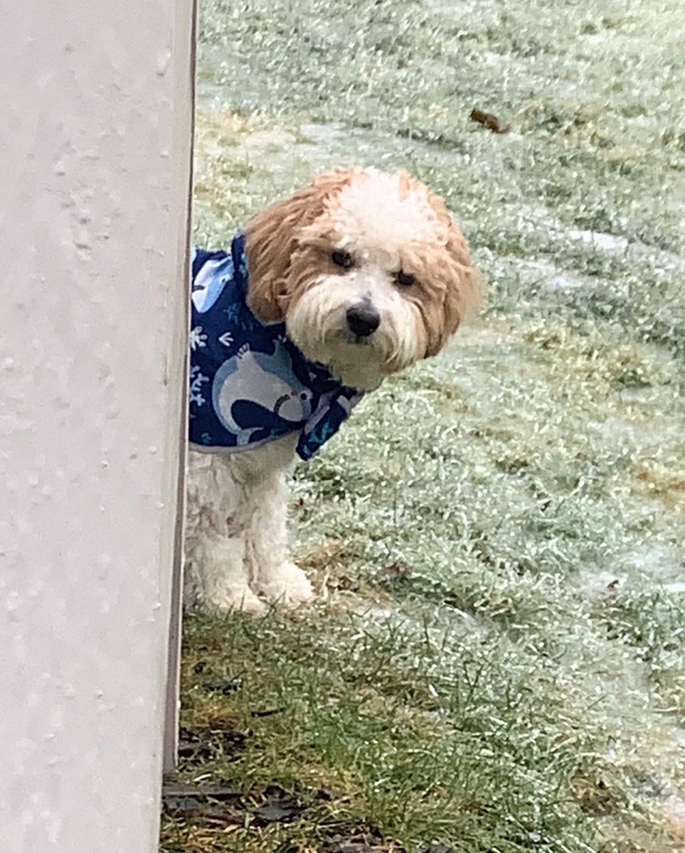 PacothePooton's tweet photo. Not impressed with the ice in the yard. Hooman was laughing at me. Not funny hooman, not funny.#notimpressed #mckaylamaroney #stinkeye #icestorm #winterstorm #washington #PNWpup 
#dogsoftwitter https://t.co/zwncBgyJ8V
