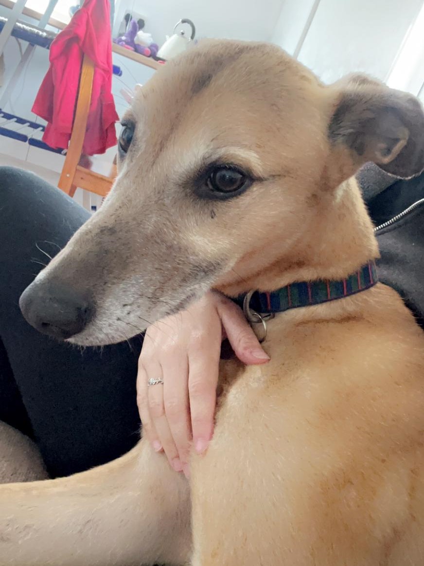 AdoptionsUk's tweet photo. Please retweet to help Bowie find a home #SOMERSET #ENGLAND 

Aged 7, affectionate Lurcher looking for an adult home as the only pet. He has previously lived in a foster home and is housetrained. 

DETAILS or APPLY👇
https://t.co/zVnoZ209oh https://t.co/9egFjV9efl