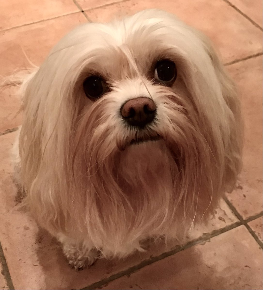 JustMeandLilley's tweet photo. Lilley went for her first shampoo and set in ages today at @pipsparlour #spilsby which was packed with excitement and merriment for #Christmas. As an #aloner I do try to join in. But being #ageing, #childless I rely on Lil so much. @Livingalone @Dogsoftwiter @ChildlessL #dogs https://t.co/R44o19b8Ir