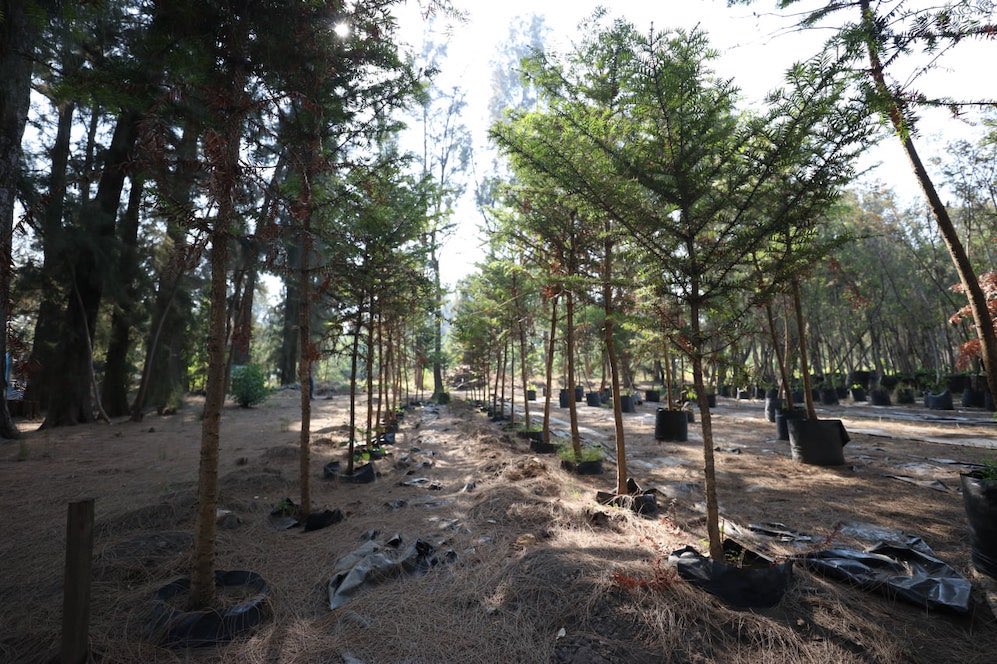 VIM_Media's tweet image. The government of Mexico City has  donated more than 8 acres of nursey land in Xochimilco for National Guard facilities. The nursey is home to more than 150 species of plants. Community members are worried about destruction of natural ecosystems &amp;amp; militarization.😞😡
📸:@Dal_air