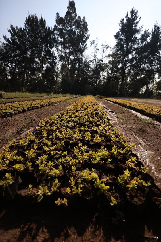 VIM_Media's tweet image. The government of Mexico City has  donated more than 8 acres of nursey land in Xochimilco for National Guard facilities. The nursey is home to more than 150 species of plants. Community members are worried about destruction of natural ecosystems &amp;amp; militarization.😞😡
📸:@Dal_air