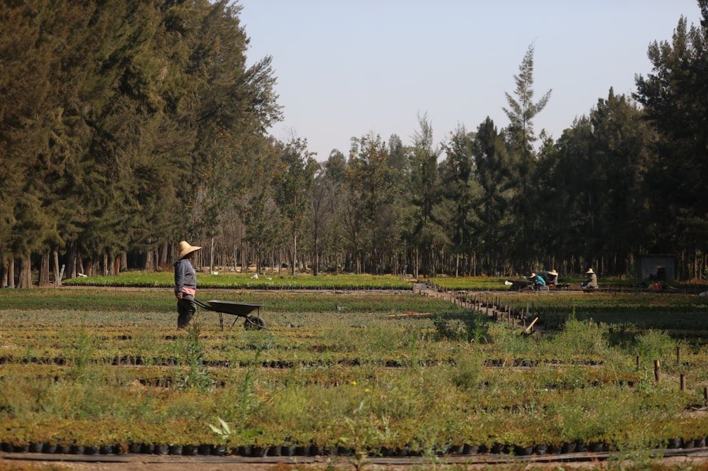 VIM_Media's tweet image. The government of Mexico City has  donated more than 8 acres of nursey land in Xochimilco for National Guard facilities. The nursey is home to more than 150 species of plants. Community members are worried about destruction of natural ecosystems &amp;amp; militarization.😞😡
📸:@Dal_air