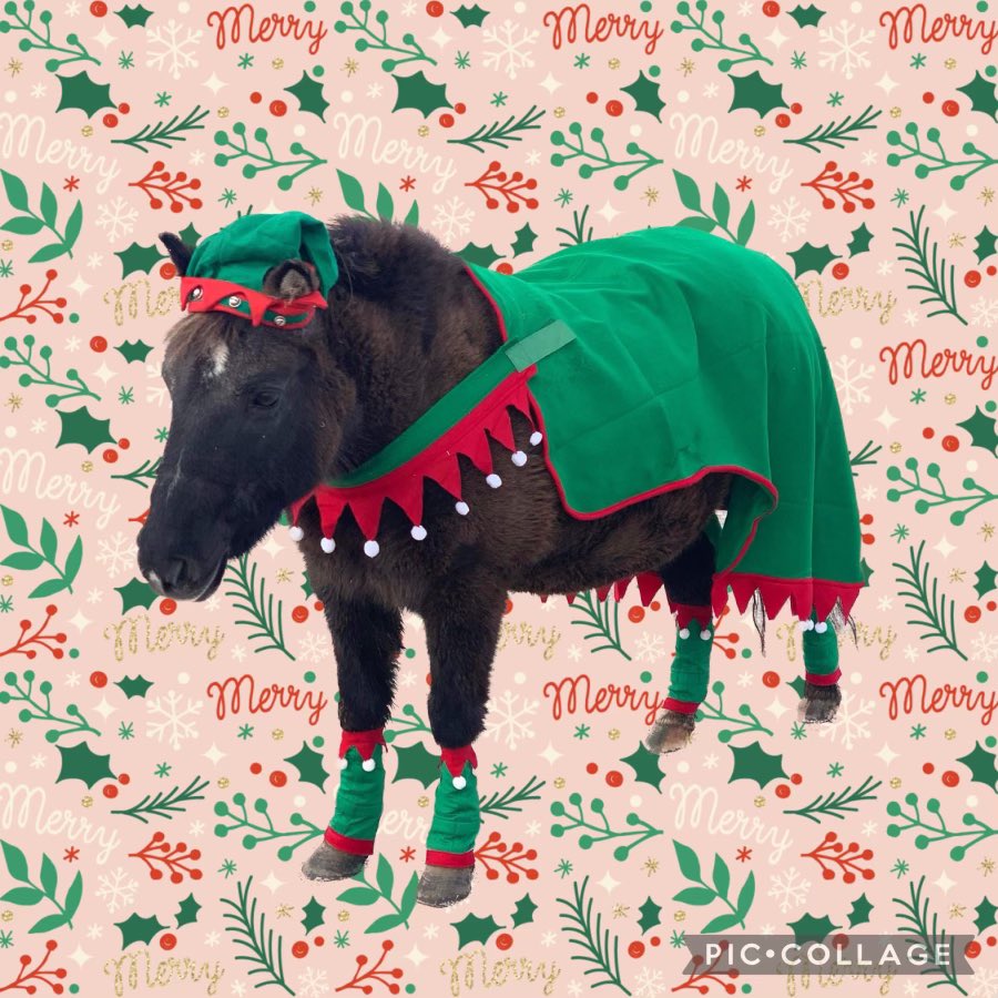 LaversDominique's tweet image. Jamjam is all ready for Santa! @nfld_pony #petsofmun