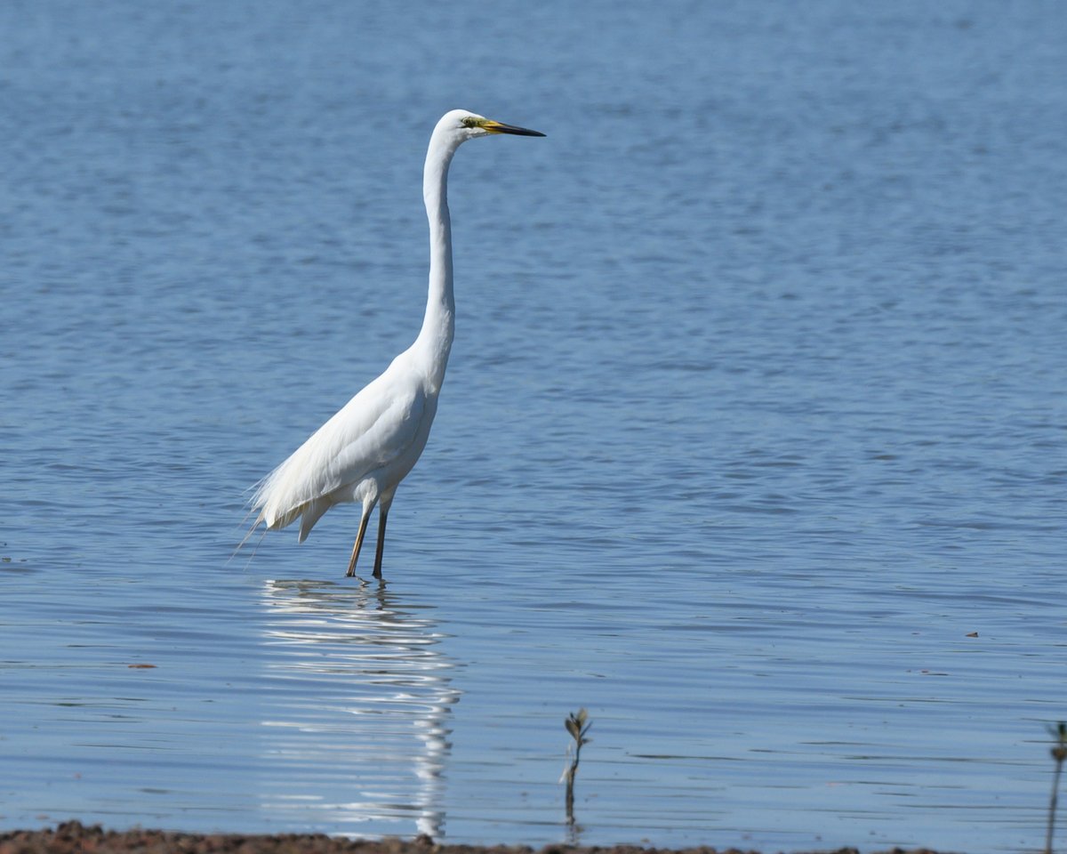 #BirdsSeenIn2022 Great Egret #ToondahHarbour, Queensland, Australia @Britnatureguide