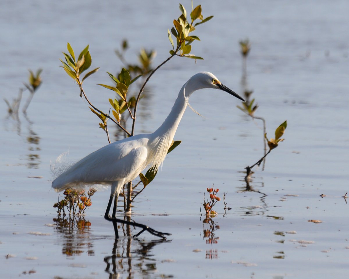 #BirdsSeenIn2022 @Britnatureguide Intermediate Egret in early morning light, #ToondahHarbour Queensland, Australia