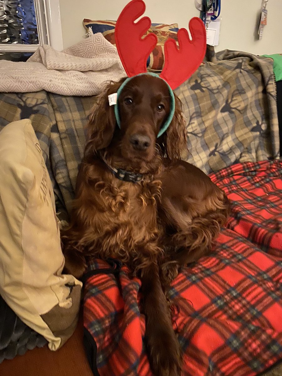 Laptop off, Christmas festivities begin - dog was delighted to wear this… #MerryChristmas everyone