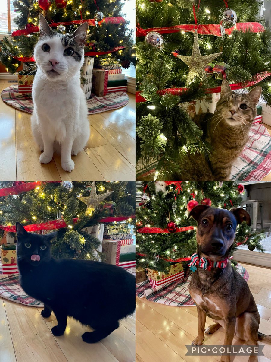 MrsBrovold's tweet photo. Merry Christmas from my little zoo! https://t.co/mQWgtMfFvr