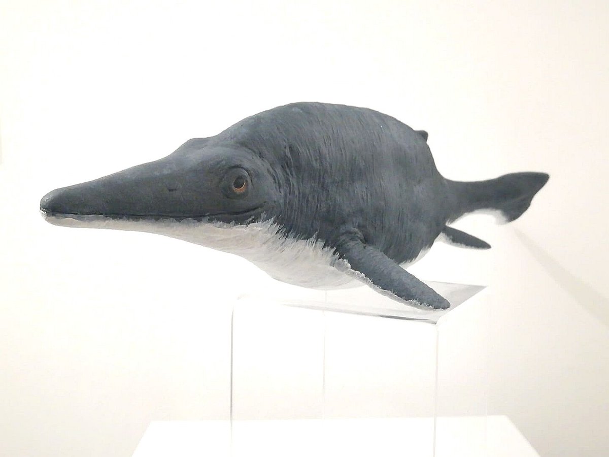 wally_217's tweet photo. Made a shastasaurus out of clay for my menagerie. Blue whale, barosaurus and straight-tusked elephant for scale. Some of the largest animals to ever exist. Black blob is a human. https://t.co/l51ir8zTgM