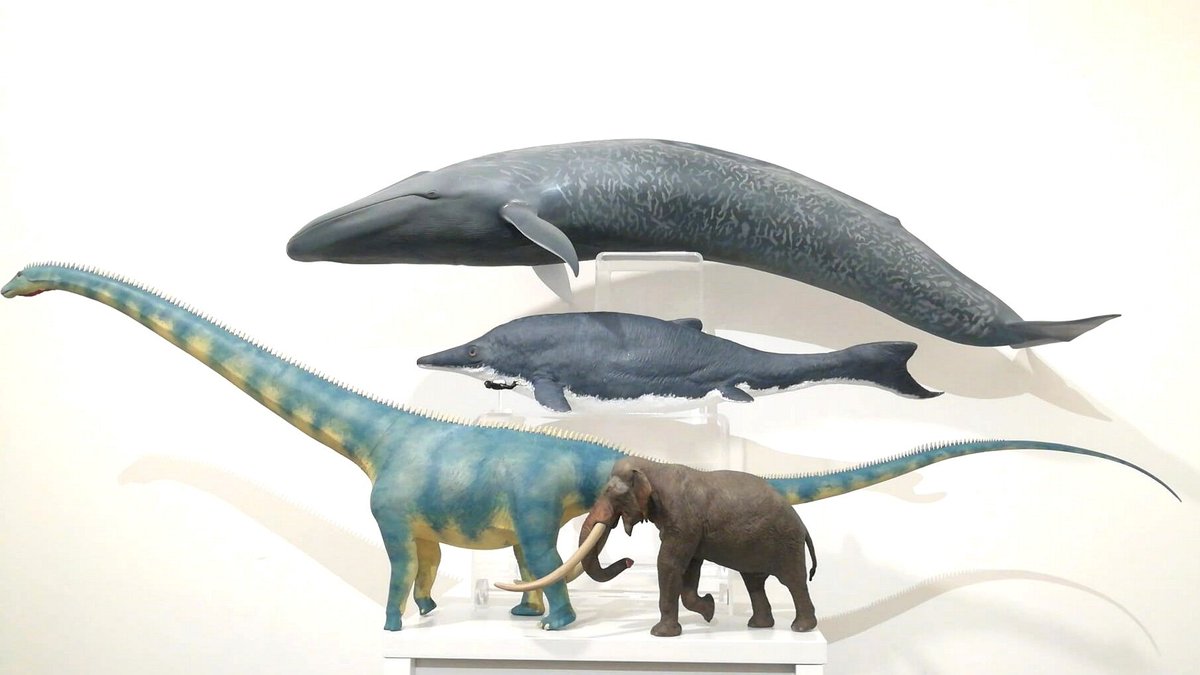 wally_217's tweet photo. Made a shastasaurus out of clay for my menagerie. Blue whale, barosaurus and straight-tusked elephant for scale. Some of the largest animals to ever exist. Black blob is a human. https://t.co/l51ir8zTgM