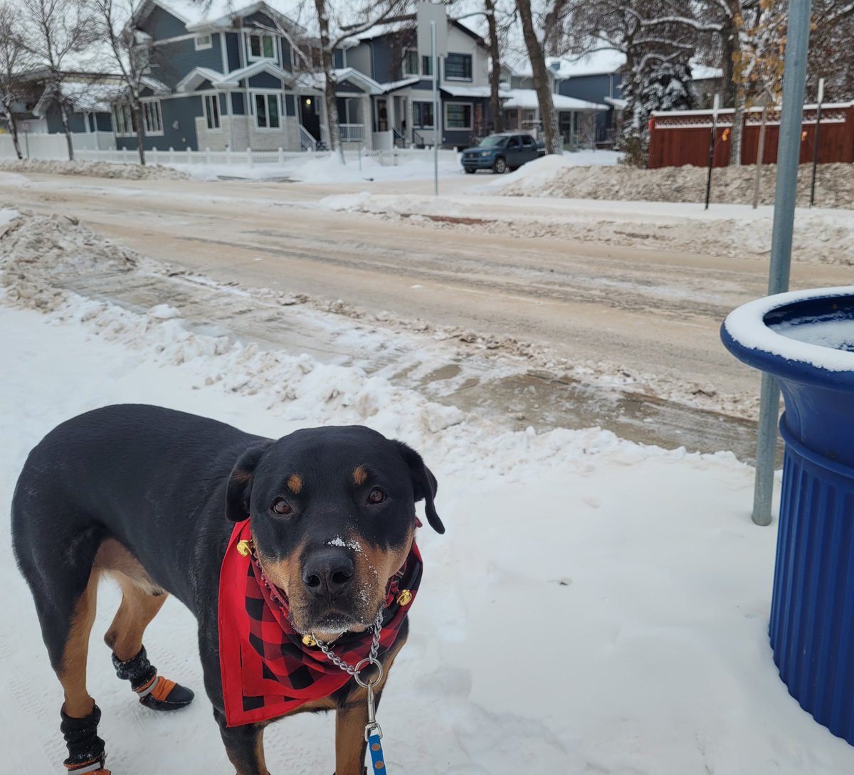 The plow scraped the street. 
Now the corner is inaccessible. They scraped part of the sidewalk by the bus stop but made a ridge of snow that people with mobility aids can't cross. 
I feel like the human should be smart enough to have a better plan. 
#Accessibility #yeg