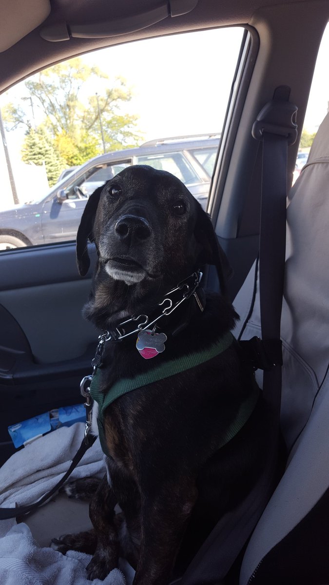 Wrecks, my favorite co-pilot is finally home. He fought bravely and is finally at peace. But for lack of a more fitting word, the Pilot is a wreck. 😭 #WrecksInPeace 🌈 #WrecksTheDog #petloss