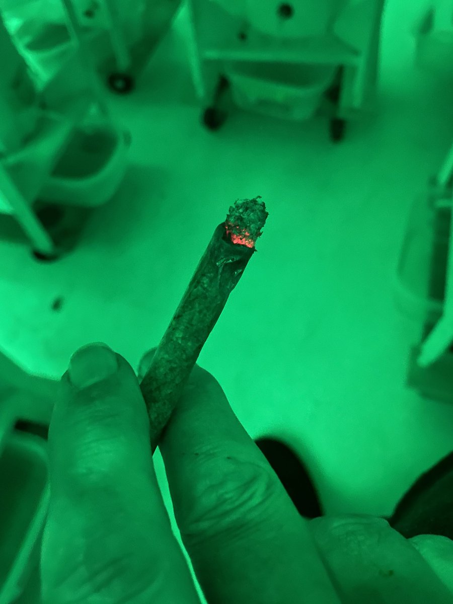 It’s been a while so took some Green Crack and add some UPO oil and rolled it all up in some special destruction paper. Nothing like smoking your own. Makes me very happy.