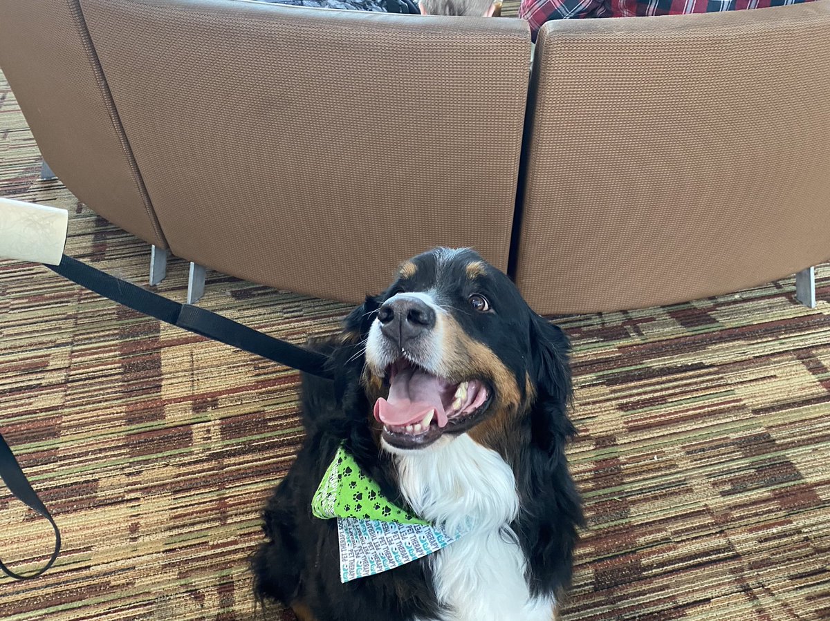 CBCpippa's tweet photo. Moderately busy at @FlyYEG today. The airport has brought out the big dogs - literally! This is Mable and Jack, comforting stressed passengers with wags and smiles 🐶 🥹😍 #BCStorm #ONStorm #edmonton #yeg #yvr https://t.co/yOxoWB750z