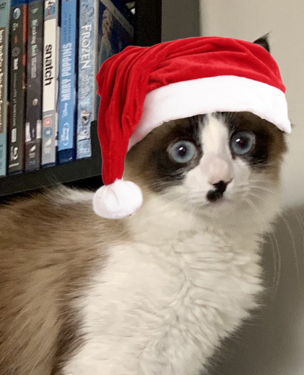 lilnasjux's tweet photo. Feliz natal adiantado do bode-felino-natalino-bina-maria https://t.co/BiK7BwjqDq