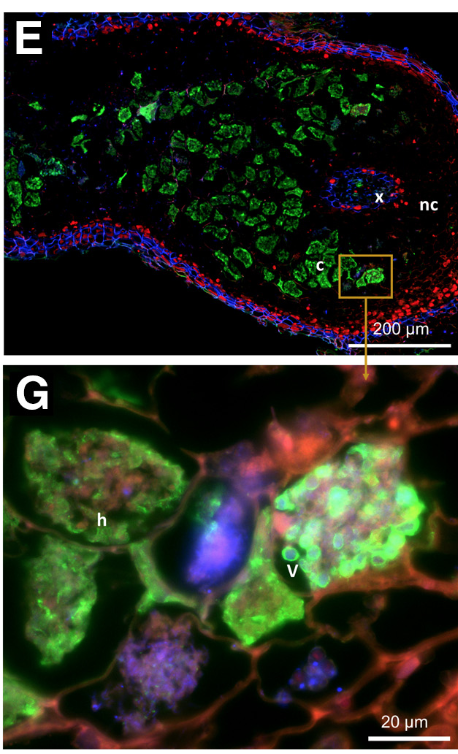 Jeanne Harris (@jmharris777) on Twitter photo Out at last in the latest issue of <a href="/MPMIjournal/">MPMI Journal</a>! Wonderful work by @GasserMlanie1 from <a href="/BoubakriHasna/">Hasna BOUBAKRI</a>'s lab. The Frankia/Alnus interaction is so challenging to study - an almost unculturable microbe in symbiosis with a tree! #OpenAccess #Symbiosis Out at last in the latest issue of <a href="/MPMIjournal/">MPMI Journal</a>! Wonderful work by @GasserMlanie1 from <a href="/BoubakriHasna/">Hasna BOUBAKRI</a>'s lab. The Frankia/Alnus interaction is so challenging to study - an almost unculturable microbe in symbiosis with a tree! #OpenAccess #Symbiosis
