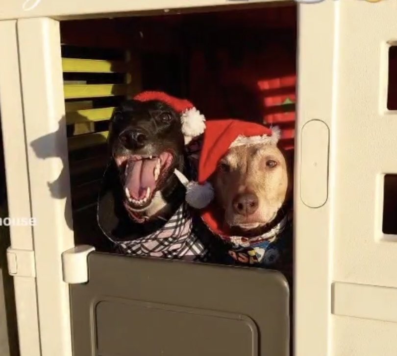 milliethefish's tweet photo. Absolutely howling at this photo our dog walker just sent!!! Ramsey’s face 😂😂😂 #stinkies #ramseyandmui #adoptdontshop #theirfaces https://t.co/olZuN7JrVD
