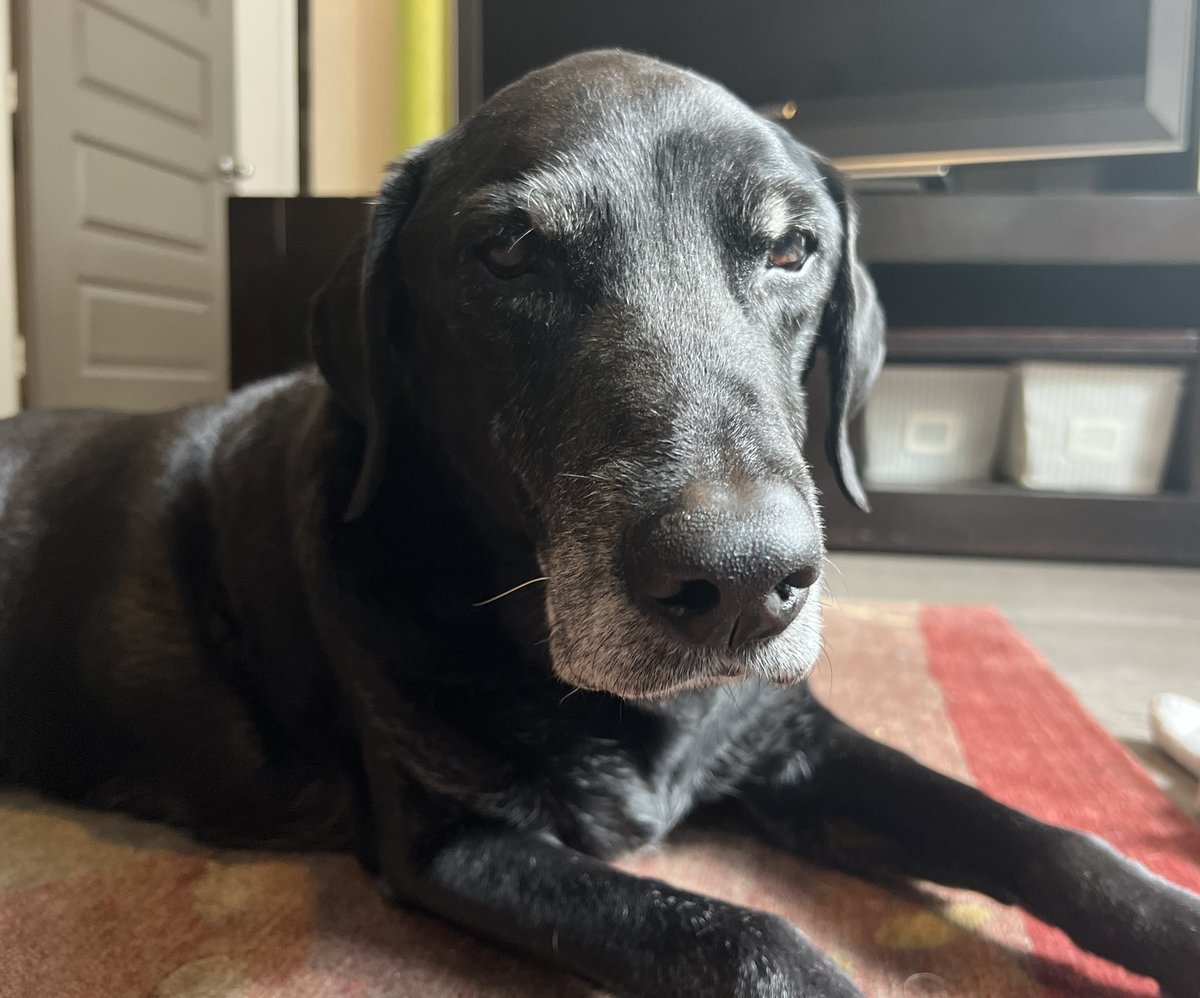 FosterTheRescueLab tweet media